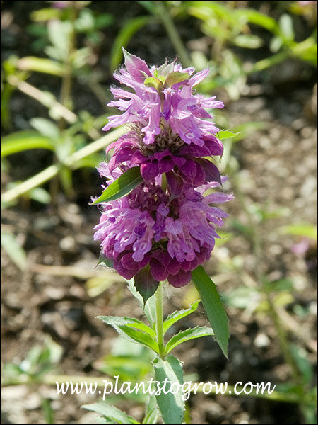 Each of the florets has a lower lip.duel